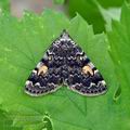 Idia_calvaria_bk1493