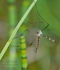 Idioptera_linnei_hz2583