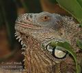 Iguana_iguana_ab4630