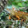 Iguana_iguana_eb7142