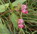 Impatiens_glandulifera_a4934