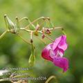 Impatiens_glandulifera_e3216