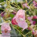 Impatiens_glandulifera_e3230