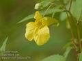 Impatiens_noli-tangere_a770