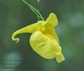 Impatiens_noli-tangere_d2666