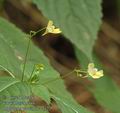 Impatiens_parviflora_a373