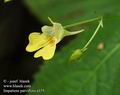 Impatiens_parviflora_a375