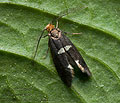 Incurvaria_masculella_jh0521s