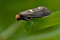 Incurvaria_masculella_jh0601s