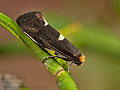 Incurvaria_masculella_jk3383s