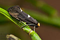 Incurvaria_masculella_jk3429s