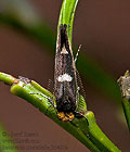 Incurvaria_masculella_jk3456s