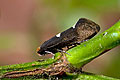 Incurvaria_masculella_jk3479s