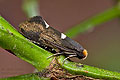 Incurvaria_masculella_jk3551s