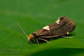 Incurvaria_oehlmanniella_jh1530s
