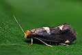 Incurvaria_oehlmanniella_ji6939s