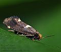 Incurvaria_oehlmanniella_ji6966s