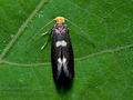 Incurvaria_pectinea_ct2187s