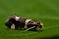 Incurvaria_praelatella_dx7150s