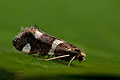 Incurvaria_praelatella_dx7173s