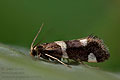 Incurvaria_praelatella_dx7213s