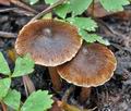 Inocybe_acuta_cg1380