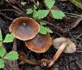 Inocybe_acuta_cg1386s