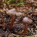 Inocybe assimilata bi7961