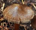 Inocybe assimilata bi7965