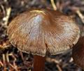 Inocybe assimilata bi7965