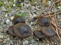 Inocybe_assimilata_bs9144