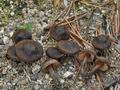 Inocybe_assimilata_bs9146