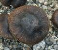 Inocybe_assimilata_bs9149