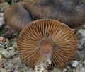 Inocybe_assimilata_bs9157