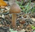 Inocybe_asterospora_ac8631