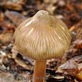 Inocybe_asterospora_be2663