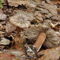 Inocybe_asterospora_be4044