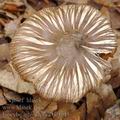 Inocybe_asterospora_be4045