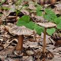 Inocybe_asterospora_be4051