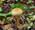 Inocybe_bongardii_bv1763