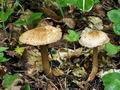 Inocybe_bongardii_bv2081