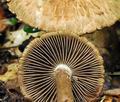 Inocybe_bongardii_bv2095