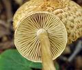 Inocybe_bongardii_bv2834