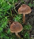 Inocybe_calamistrata_ce4613