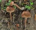 Inocybe_calamistrata_ce4621