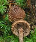 Inocybe_calamistrata_ce4623