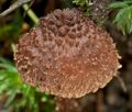 Inocybe_calamistrata_ce4634s