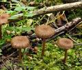 Inocybe_calospora_bk6902