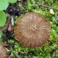 Inocybe_calospora_bk6908