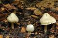 Inocybe_corydalina_bv1655